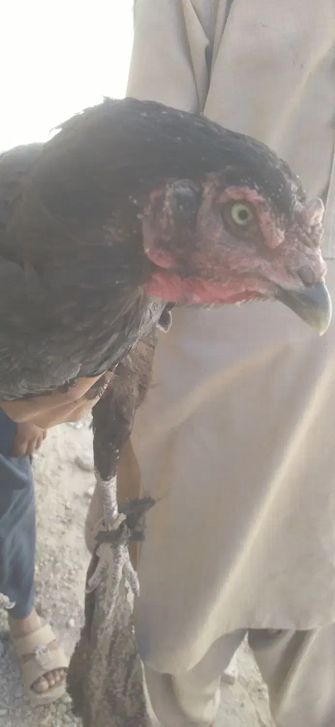 مرغ وخروس|حیوانات مزرعه|سراوان, |دیوار