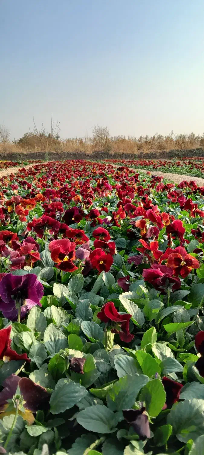 گل های فصلی مخصوص پاییز / بنفشه / همیشه بهار/ مینا|خدمات باغبانی و درختکاری|پاکدشت, پاکدشت (مامازند)|دیوار