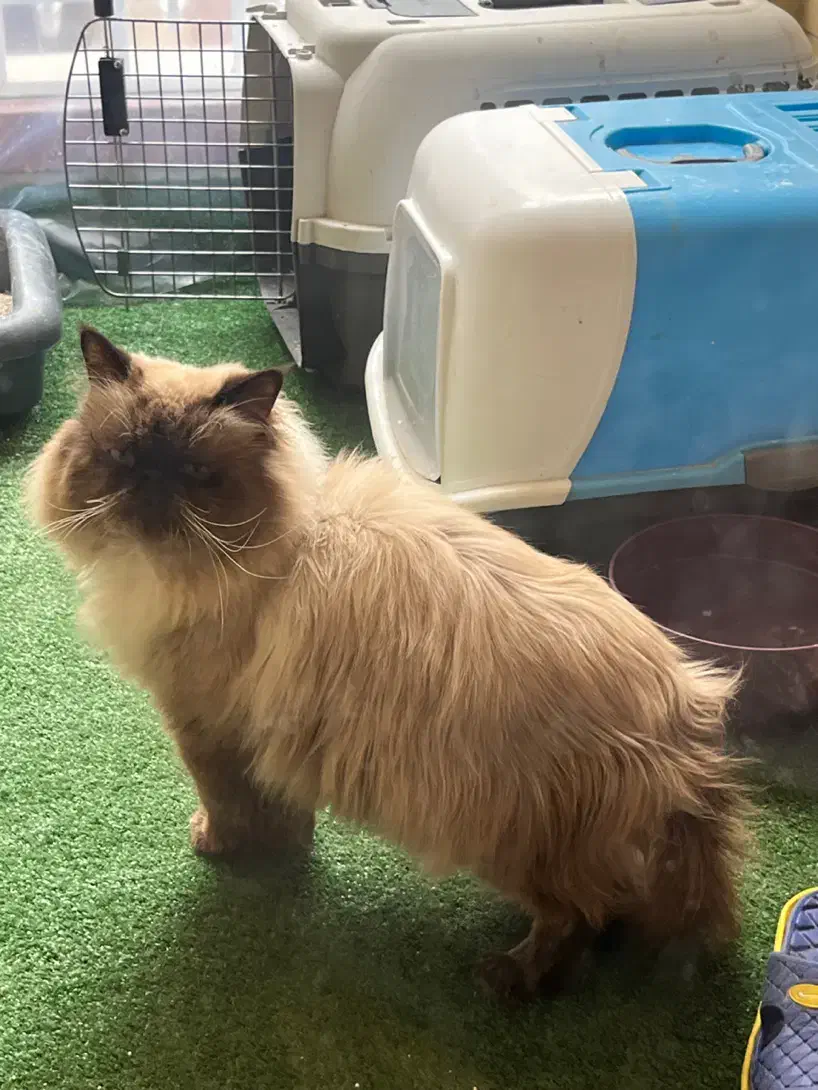 گربه نر هیمالین چاکلت پوینت اصیل|گربه|اصفهان, باغ زرشک|دیوار