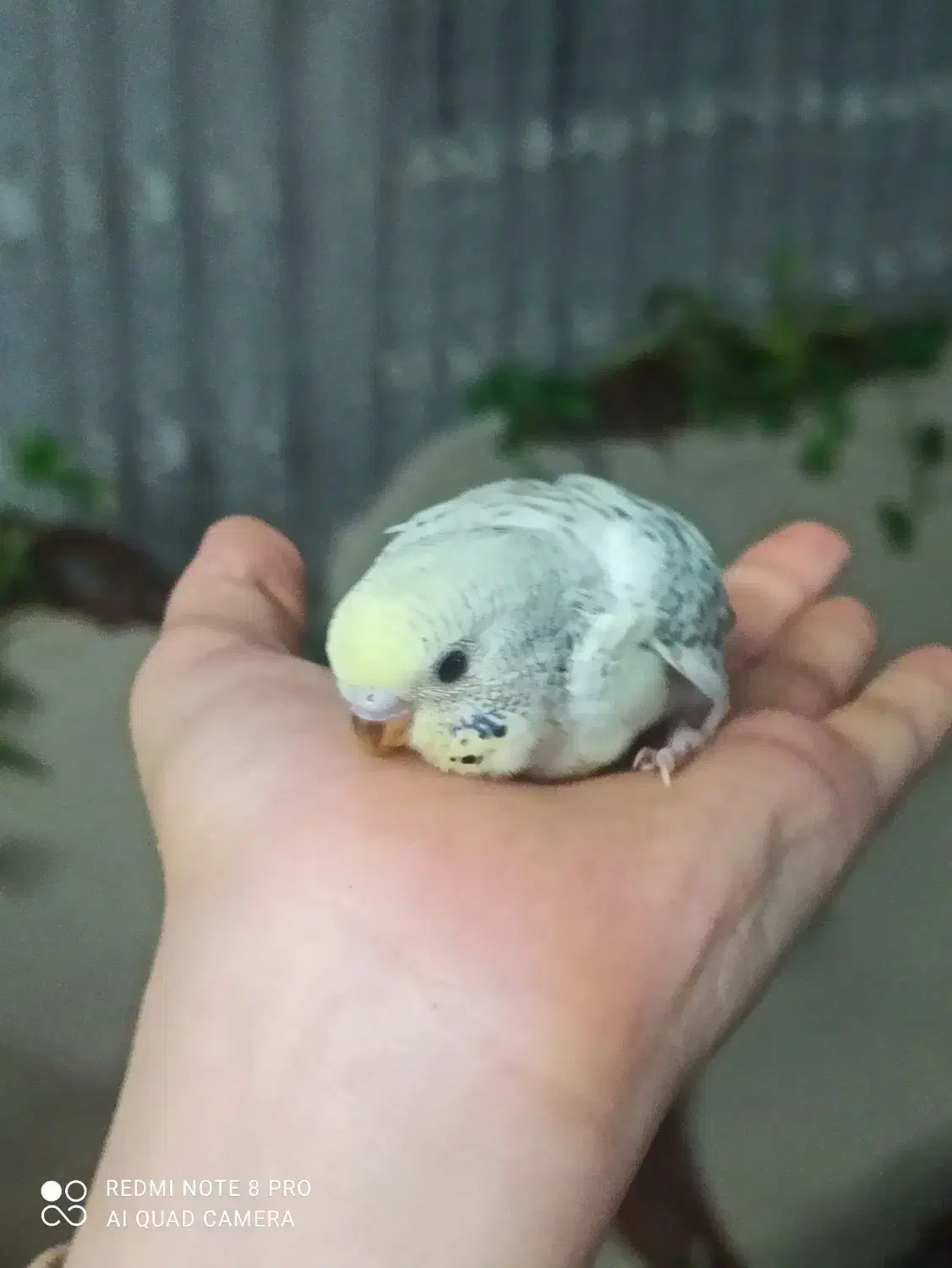 جوجه مرغ عشق انگیلیسی دستی شدن آسان|پرنده|اصفهان, کشاورزی|دیوار