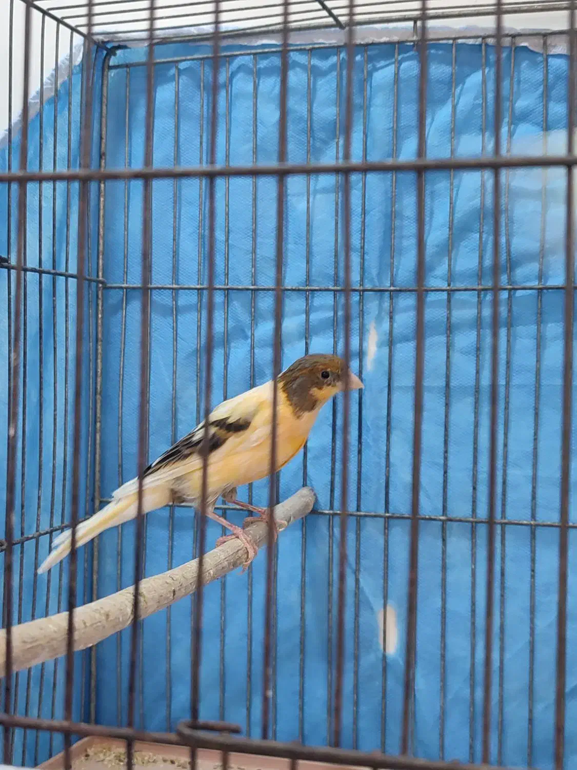 قناری ماده اماده|پرنده|کهریزک, |دیوار