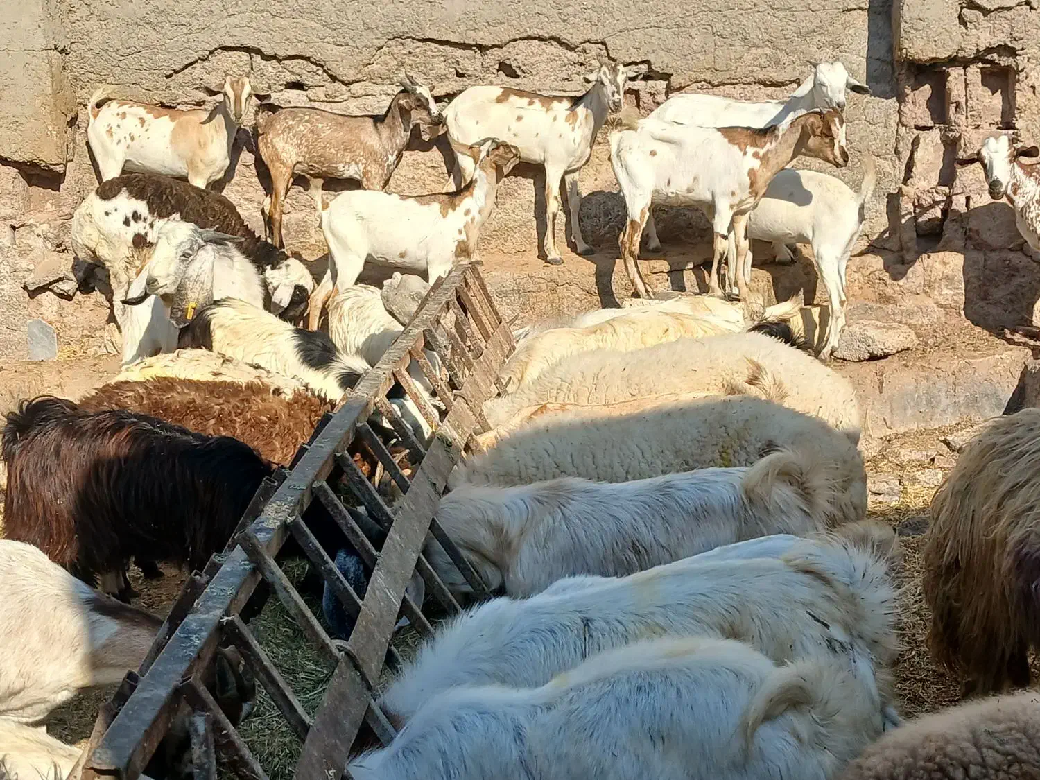 کهره گیسه بز خود بندرعباس با قصابی رایگان|حیوانات مزرعه|بندرعباس, |دیوار