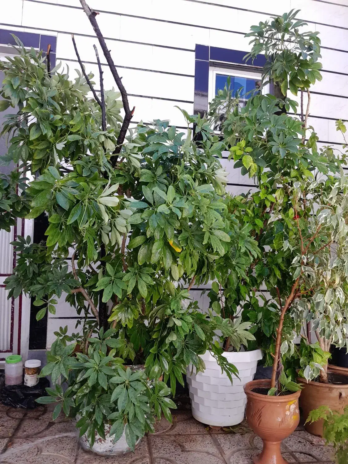 گل شفلرا|گل و گیاه طبیعی|کشکسرای, |دیوار