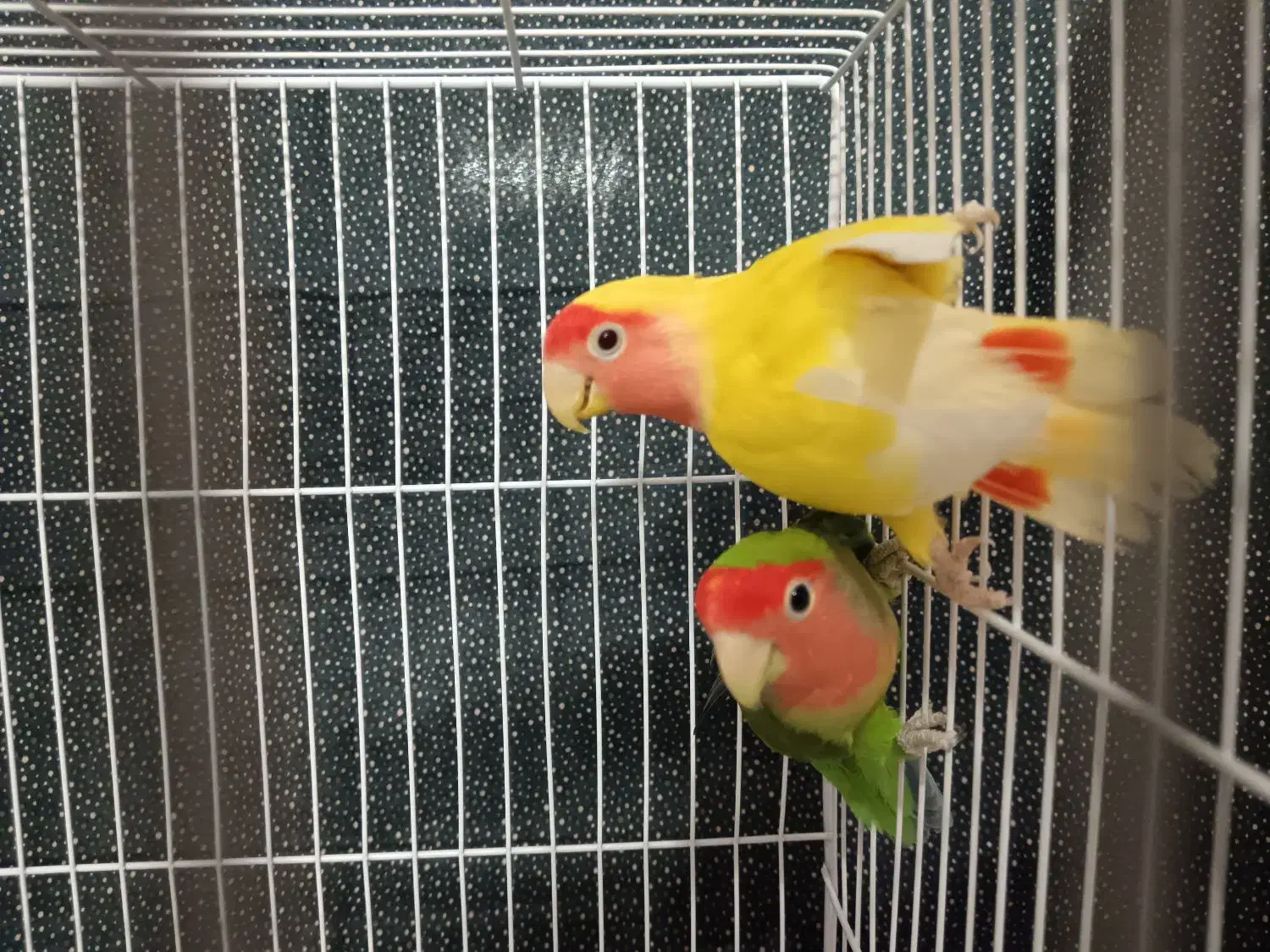 جفت کوتوله صورت هلویی|پرنده|مشهد, حجت|دیوار