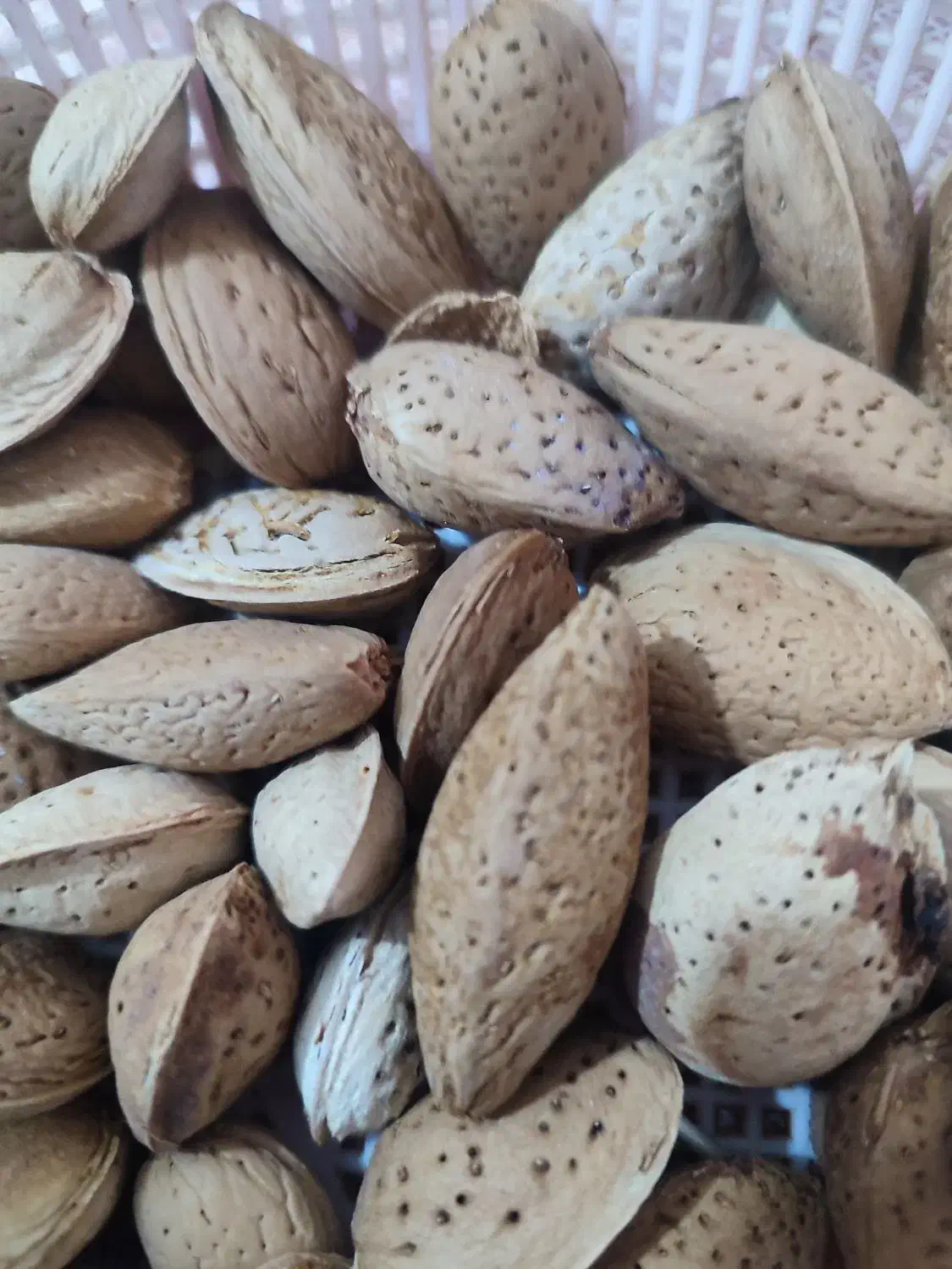 بادام درختی دیم|خوردنی و آشامیدنی|جوانرود, |دیوار