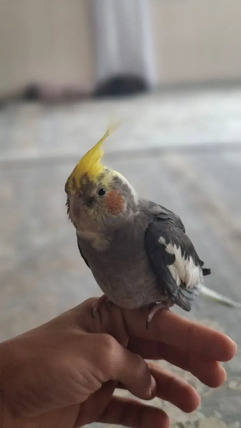 عروس هلندی|پرنده|پاوه, |دیوار