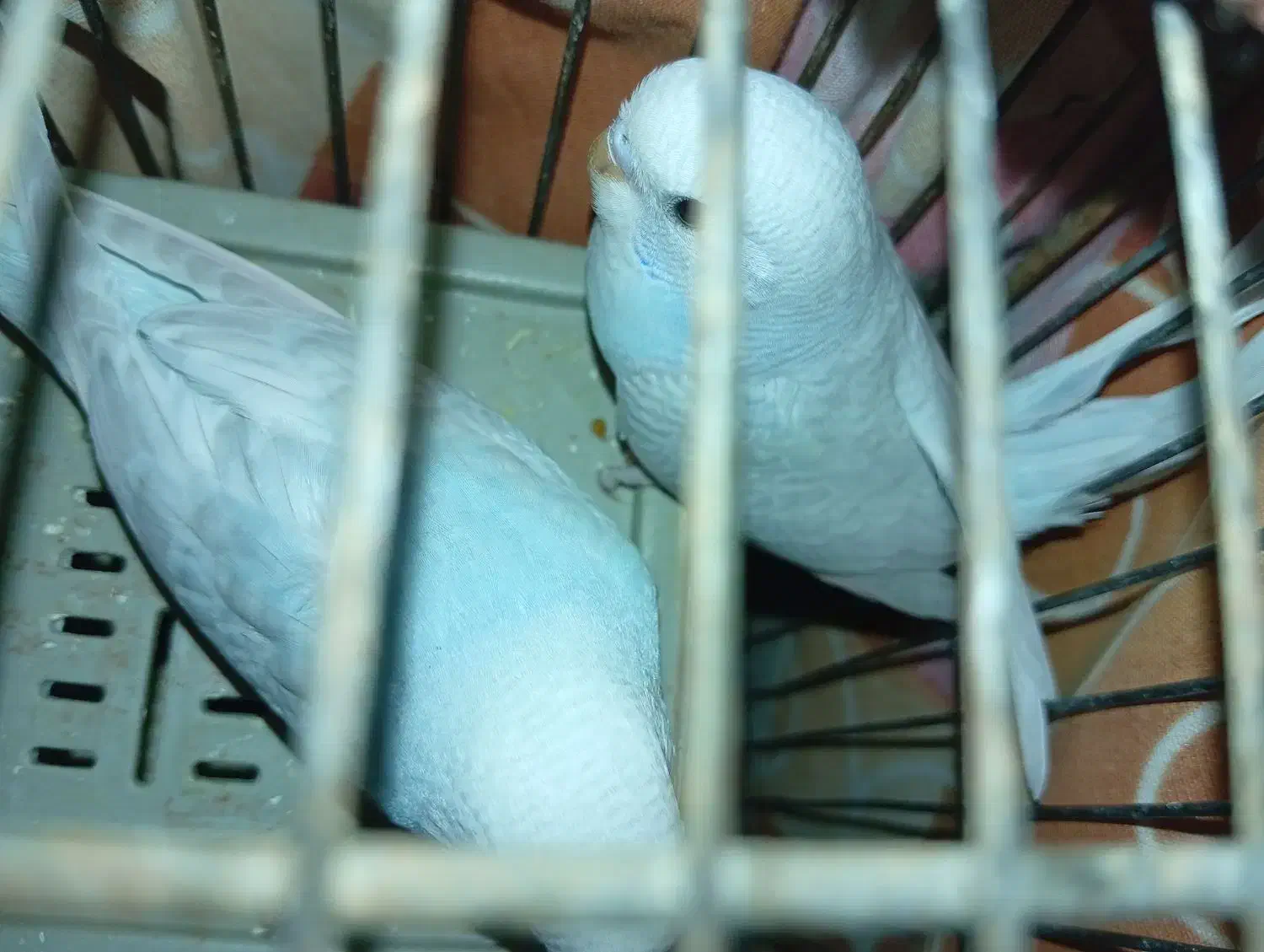 طوطی|پرنده|ری, ظهیرآباد|دیوار