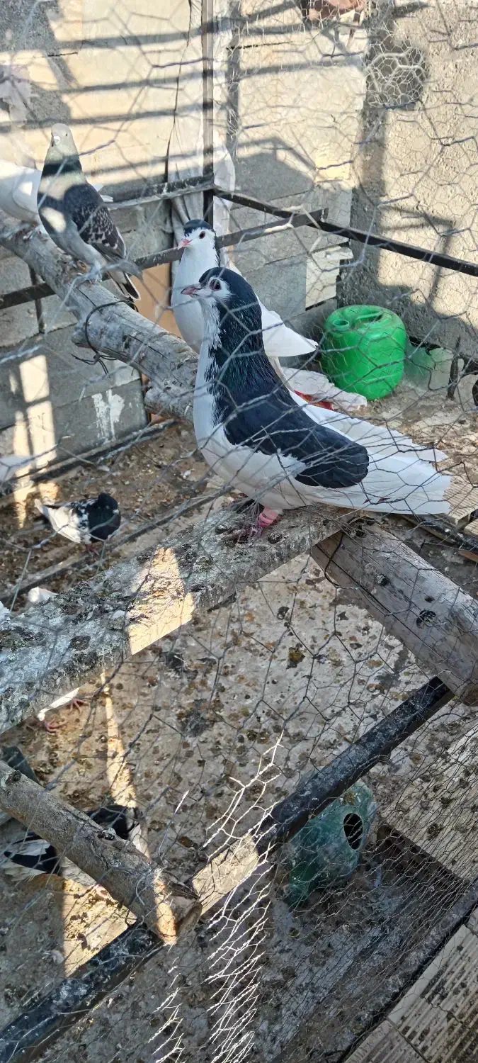 کبوتر یال|پرنده|شهرضا, |دیوار