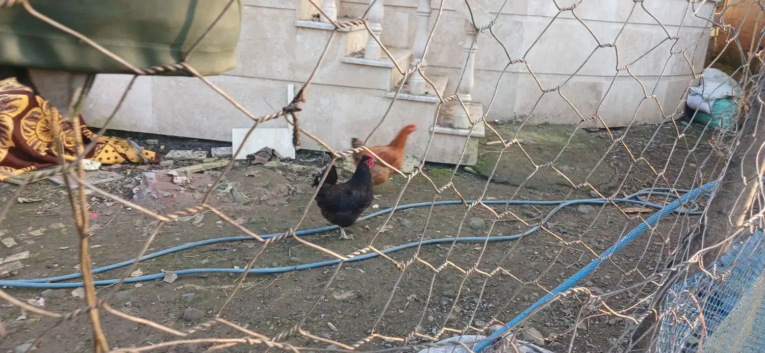 فروش مرغ و خروس|حیوانات مزرعه|گوراب زرمیخ, |دیوار