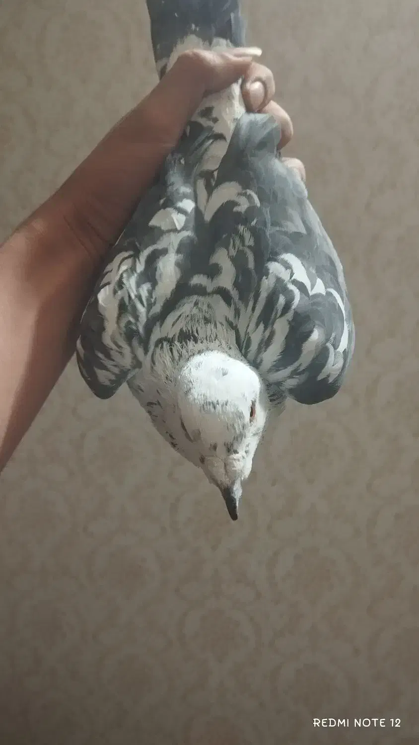 کفتر|پرنده|مشهد, هفت تیر (نه دره)|دیوار