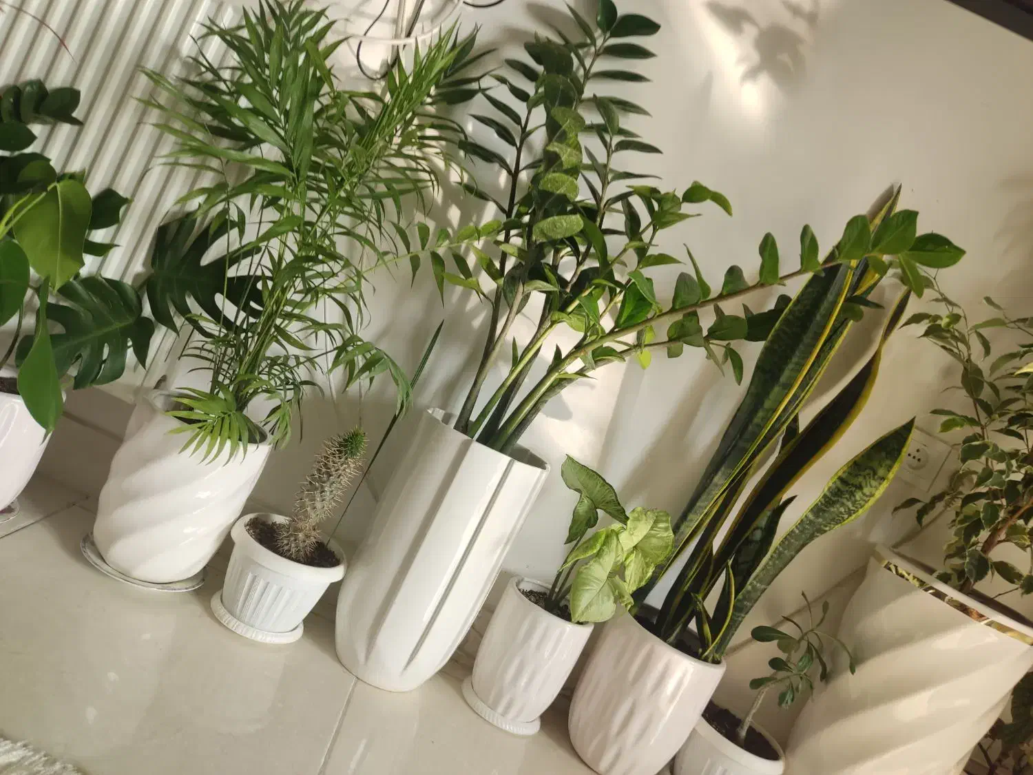 گل‌های آپارتمانی با گلدان سرامیکی|گل و گیاه طبیعی|ارومیه, |دیوار