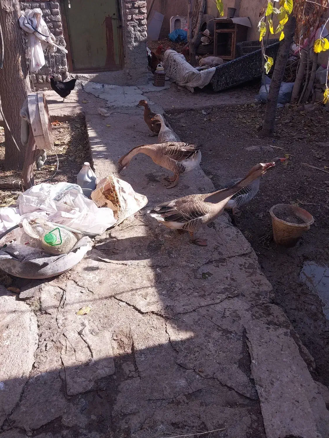 فروش غاز و اردک|حیوانات مزرعه|اردبیل, |دیوار