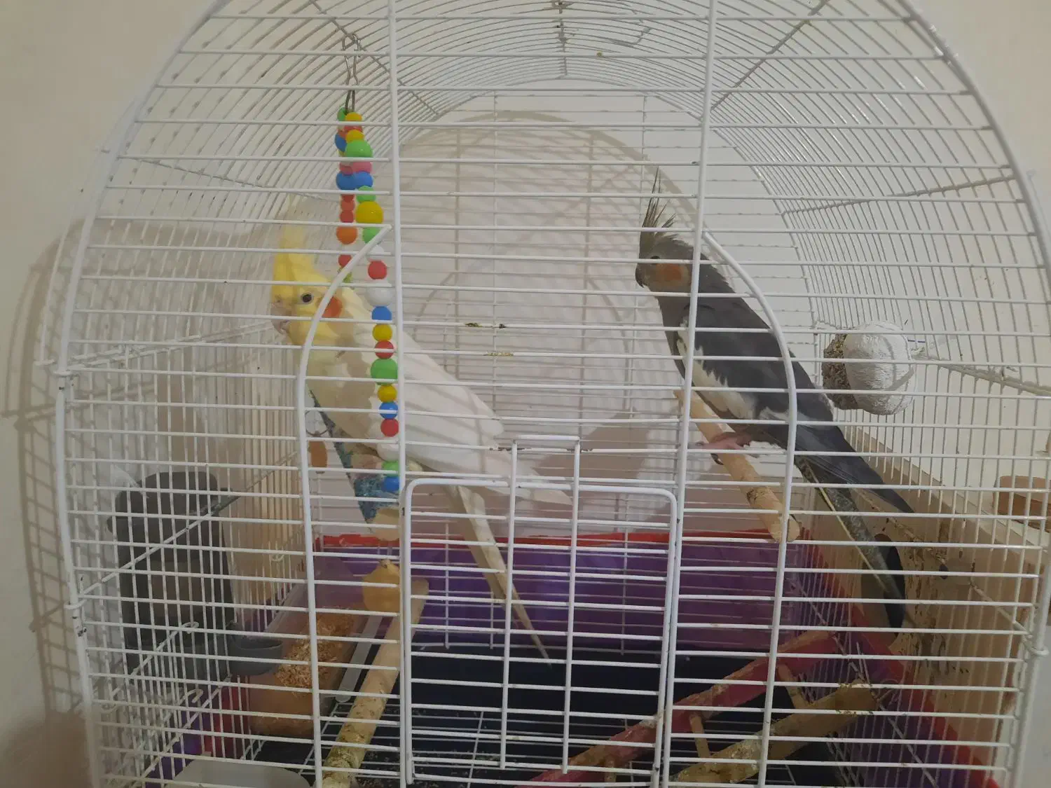 عروس هلندی نر و ماده|پرنده|سهند, |دیوار