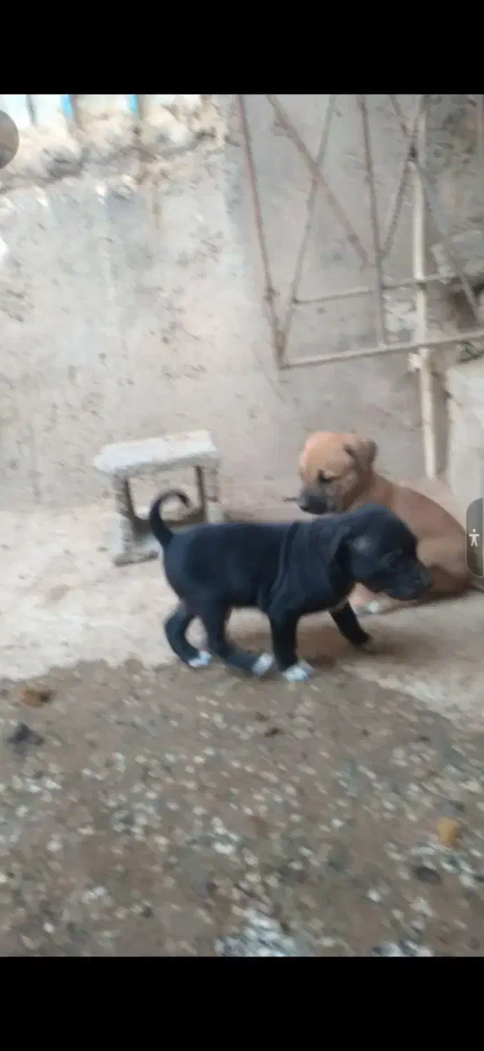 سرابی خالص پدرمادرش هم موجودن|سگ|شوشتر, |دیوار