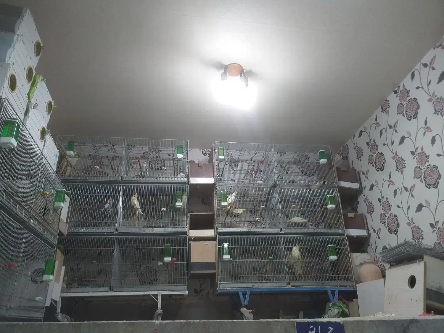 عروس هلندی  برزیلی مرغ عشق|پرنده|بهار, |دیوار