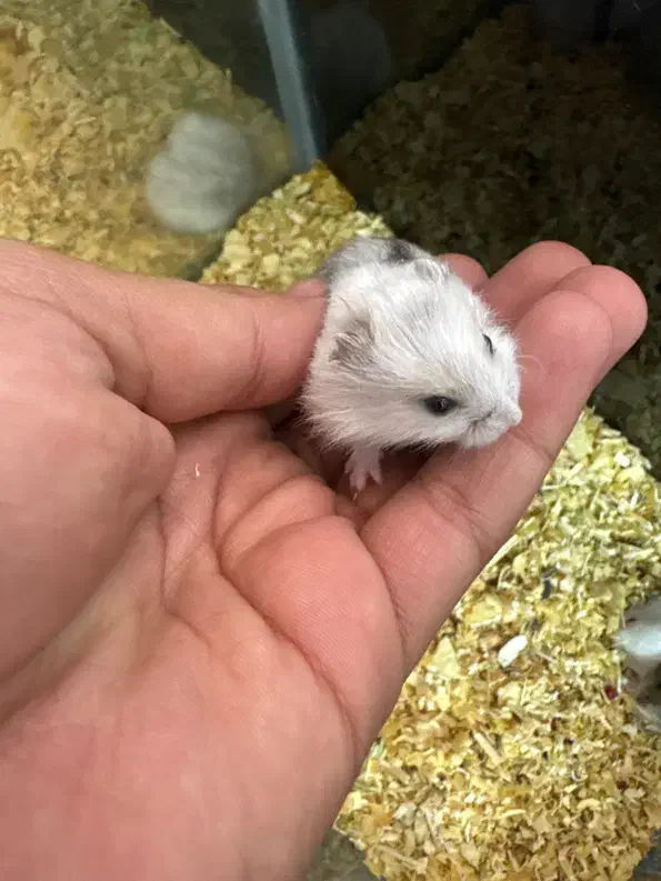 همستر کمپل ۲۰ روزه (مینیاتوری)|موش و خرگوش|اصفهان, بهارستان|دیوار