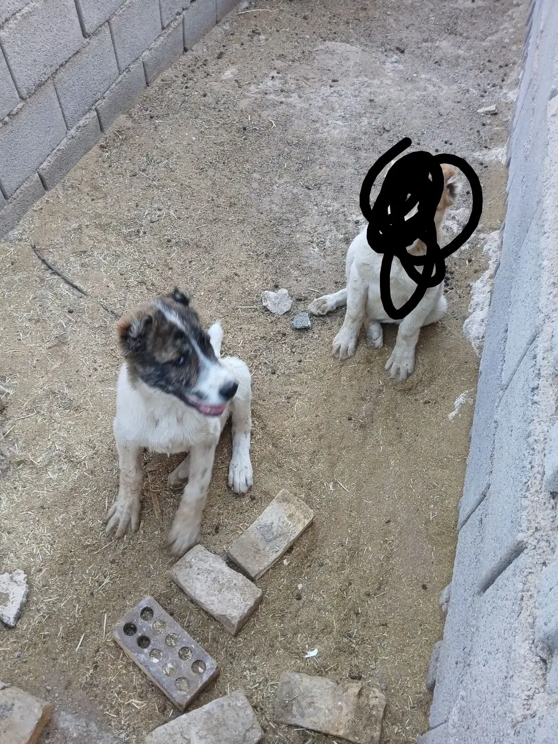 گمشده لطفااگردیدیداطلاع دهید|سگ|قائن, |دیوار