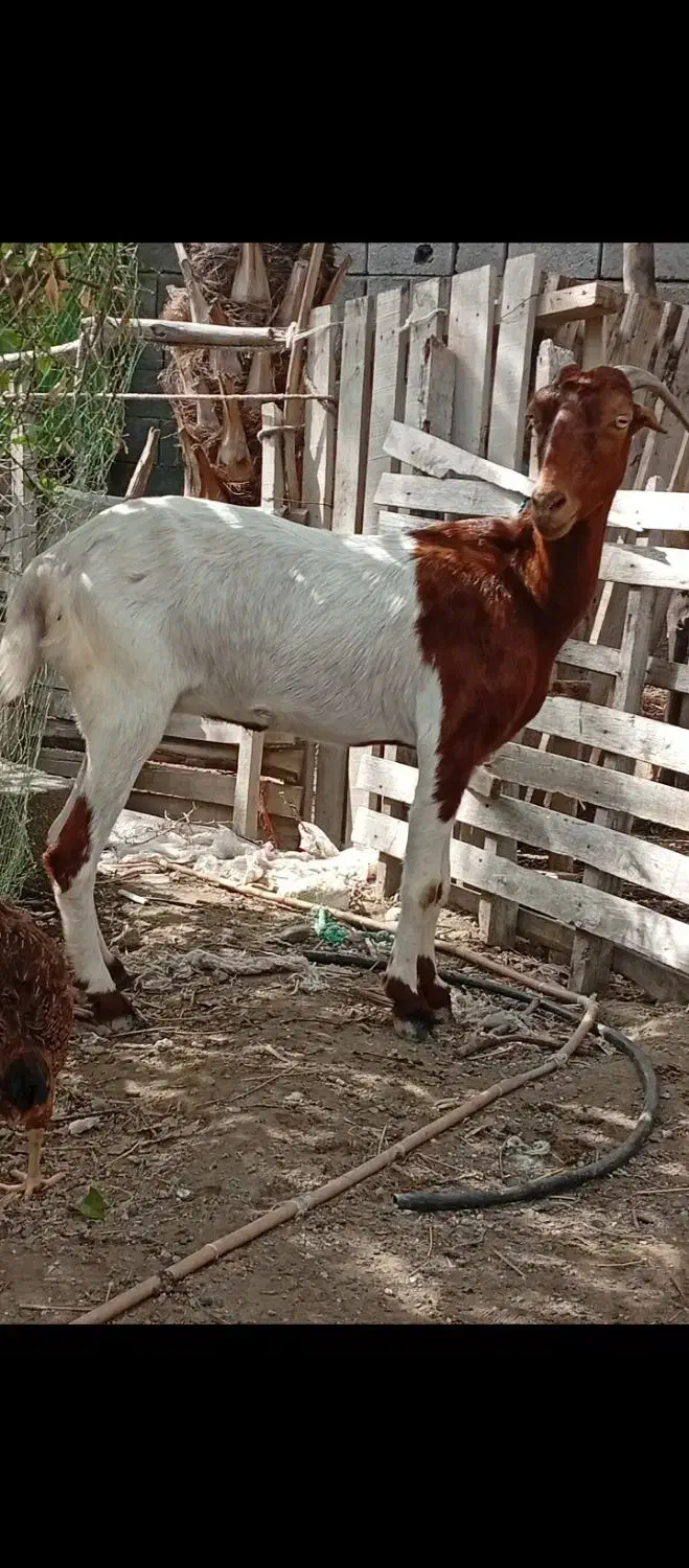 بزدوکهری|حیوانات مزرعه|میناب, |دیوار