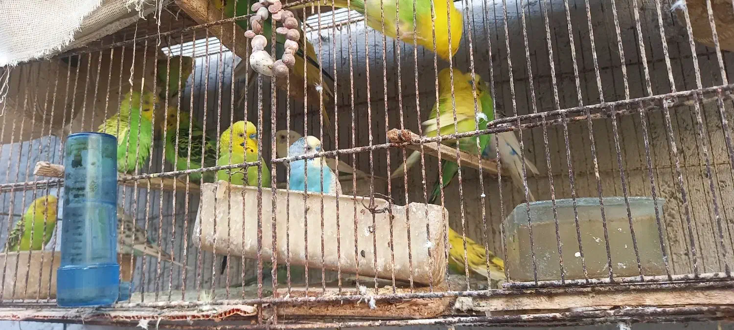 مرغ عشق|پرنده|بندرعباس, |دیوار