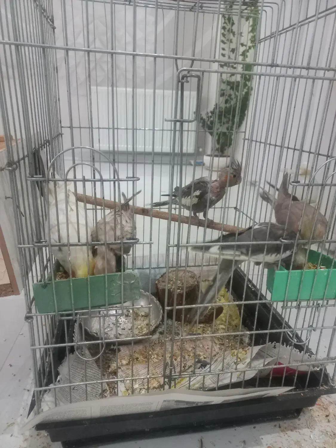 عروس هلندی مولد|پرنده|شاهینشهر, فدک|دیوار