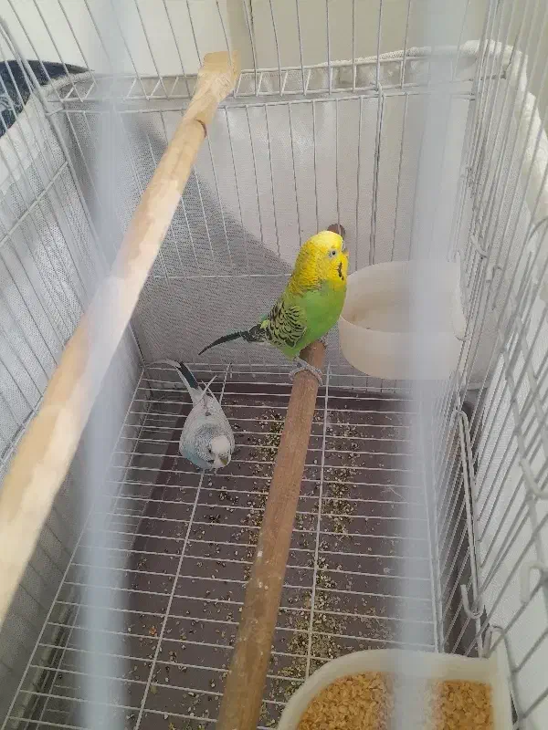 یه جفت مرغ عشق نروماده گازنمیگرن|پرنده|تهران, آذری|دیوار