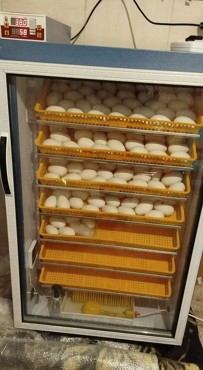 جوجه غاز|حیوانات مزرعه|اصفهان, کوی امام|دیوار