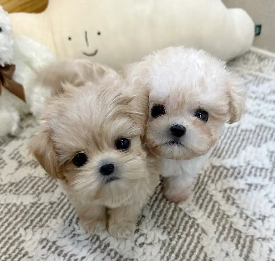 توله جیبی|سگ|اهواز, شهرک اکباتان|دیوار