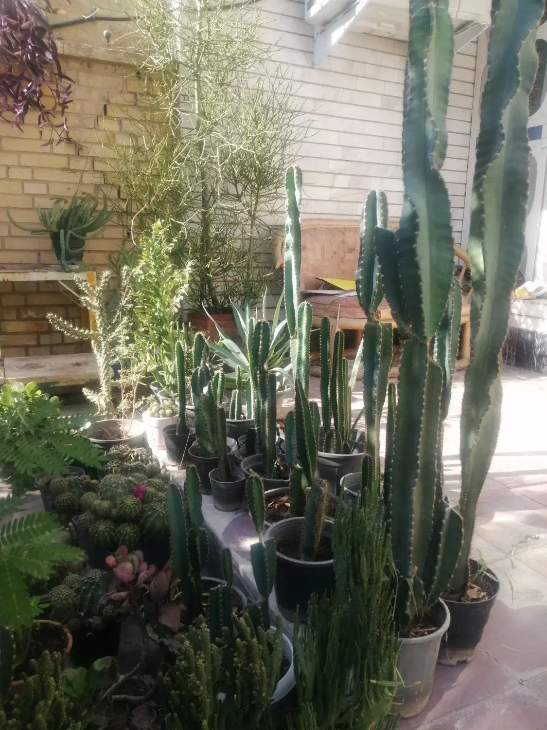 گلهای خانگی|گل و گیاه طبیعی|شیراز, مسلم|دیوار