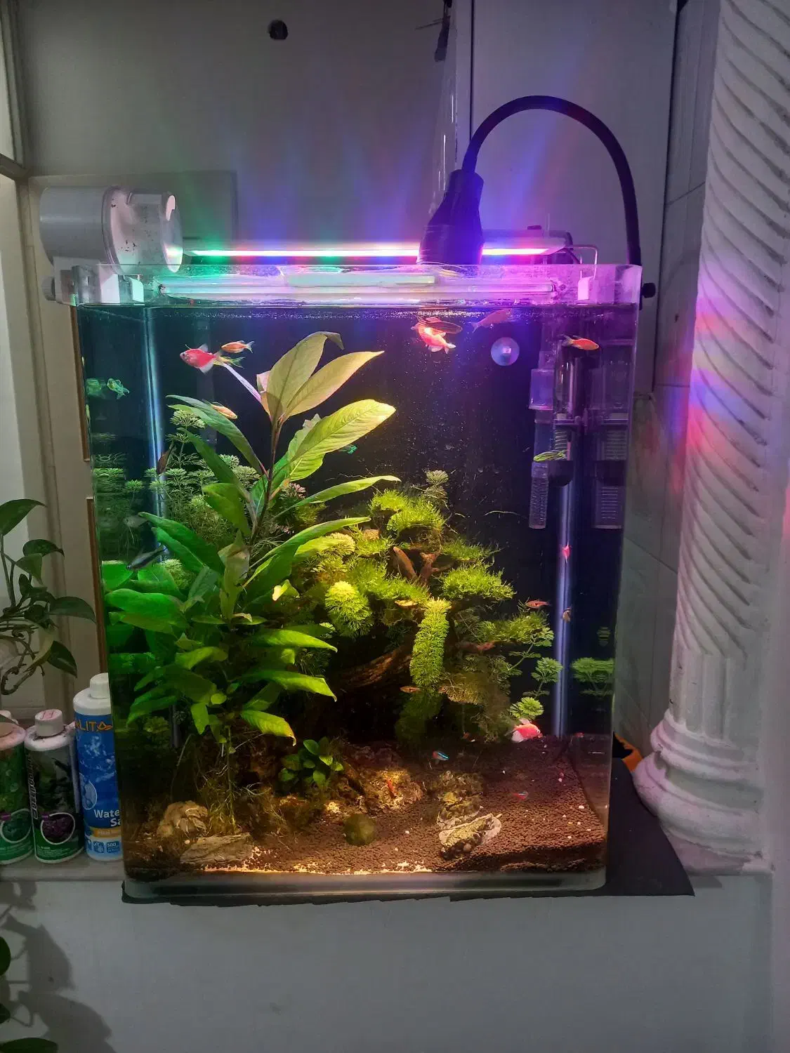 اکواریوم پلنت فوق حرفه ای|ماهی|قم, منبع آب|دیوار