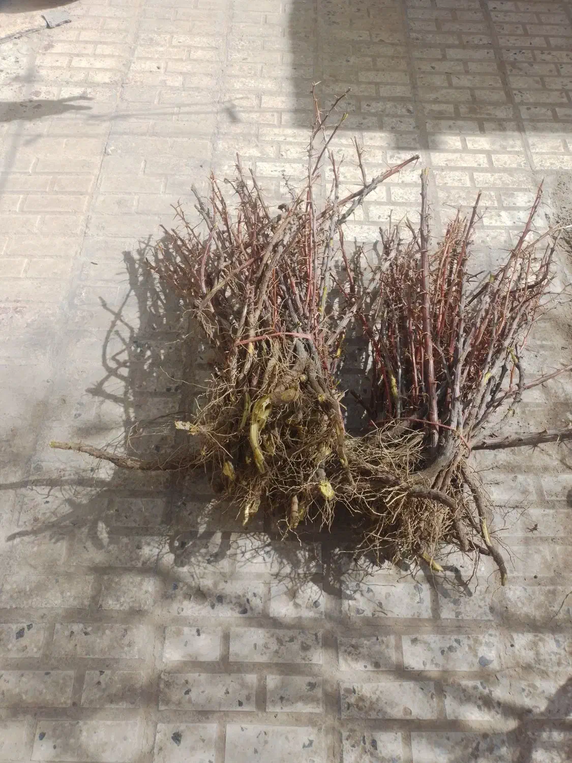 فروش وارسال نهال زرشک وعناب به سراسر کشور|خدمات باغبانی و درختکاری|قائن, |دیوار