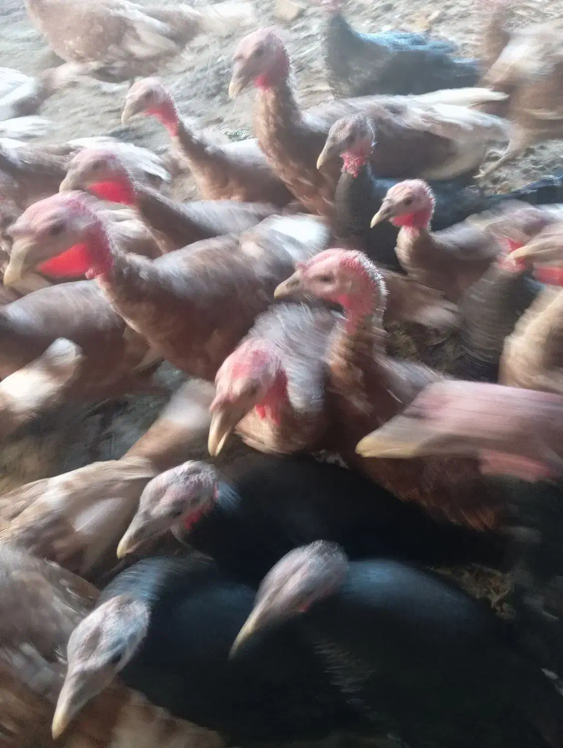 بوقلمون گوسفند بزغاله کبوتر اسب|حیوانات مزرعه|سبزوار, هویزه|دیوار