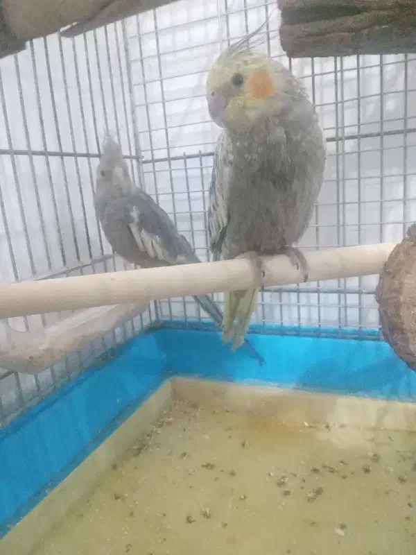 عروس برزیلی|پرنده|اشنویه, |دیوار