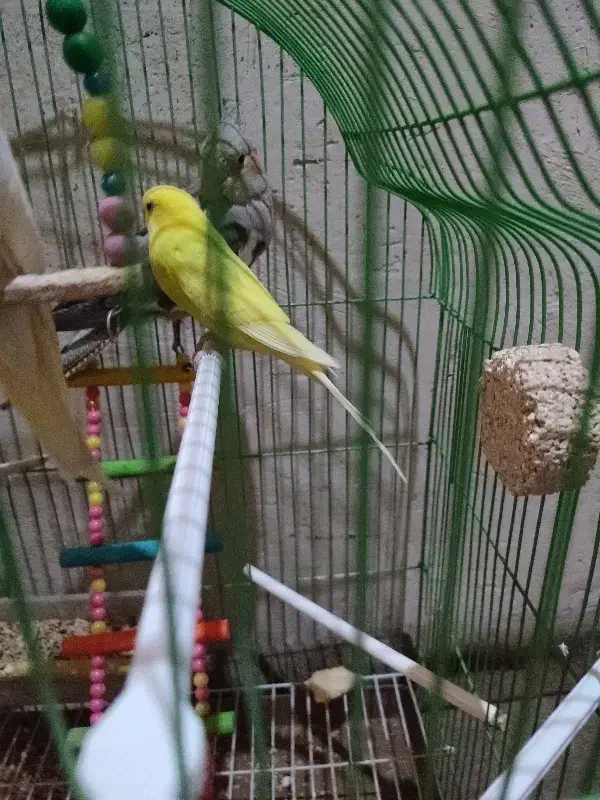 مرغ عشق|پرنده|مهربان, |دیوار