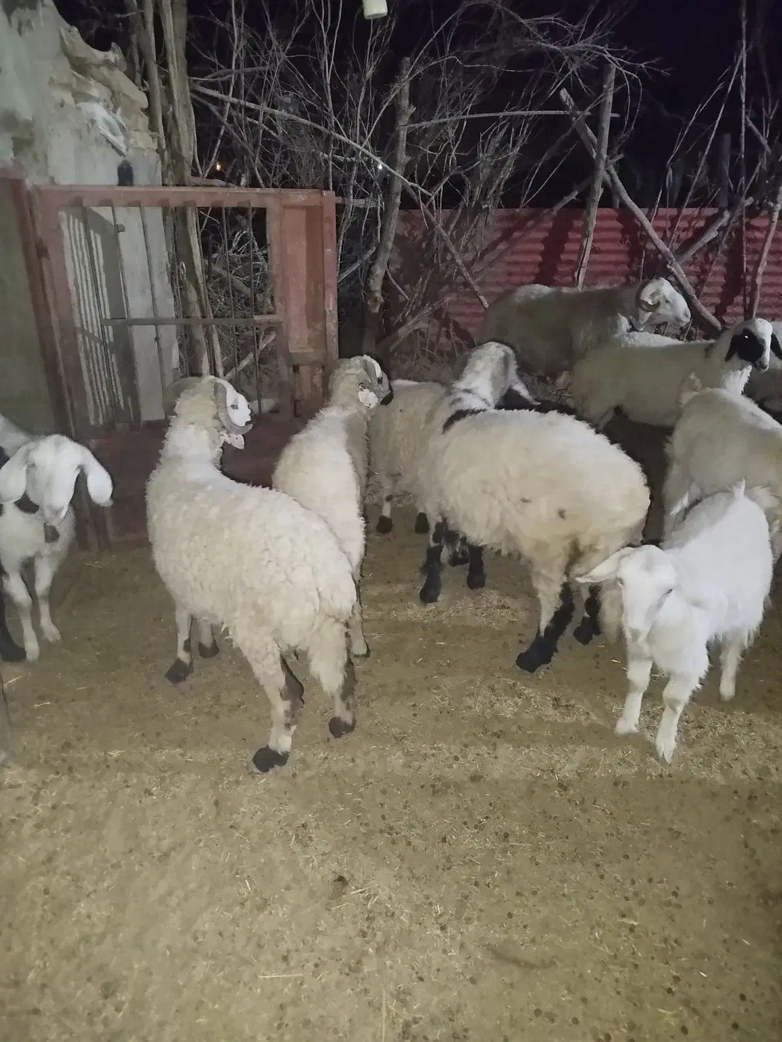 بره چاق کشتاری نر|حیوانات مزرعه|سیرجان, |دیوار