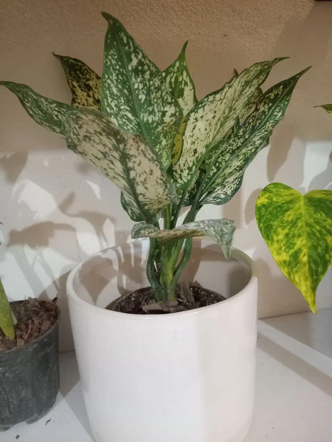 گل های طبیعی|گل و گیاه طبیعی|تالش, هشتپر|دیوار