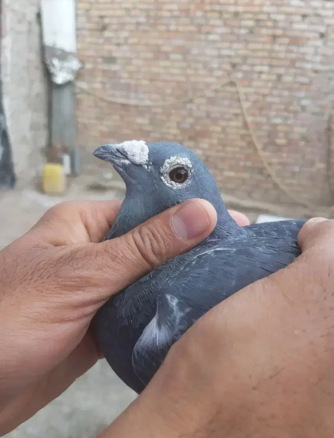 جان اردن|پرنده|نهبندان, |دیوار