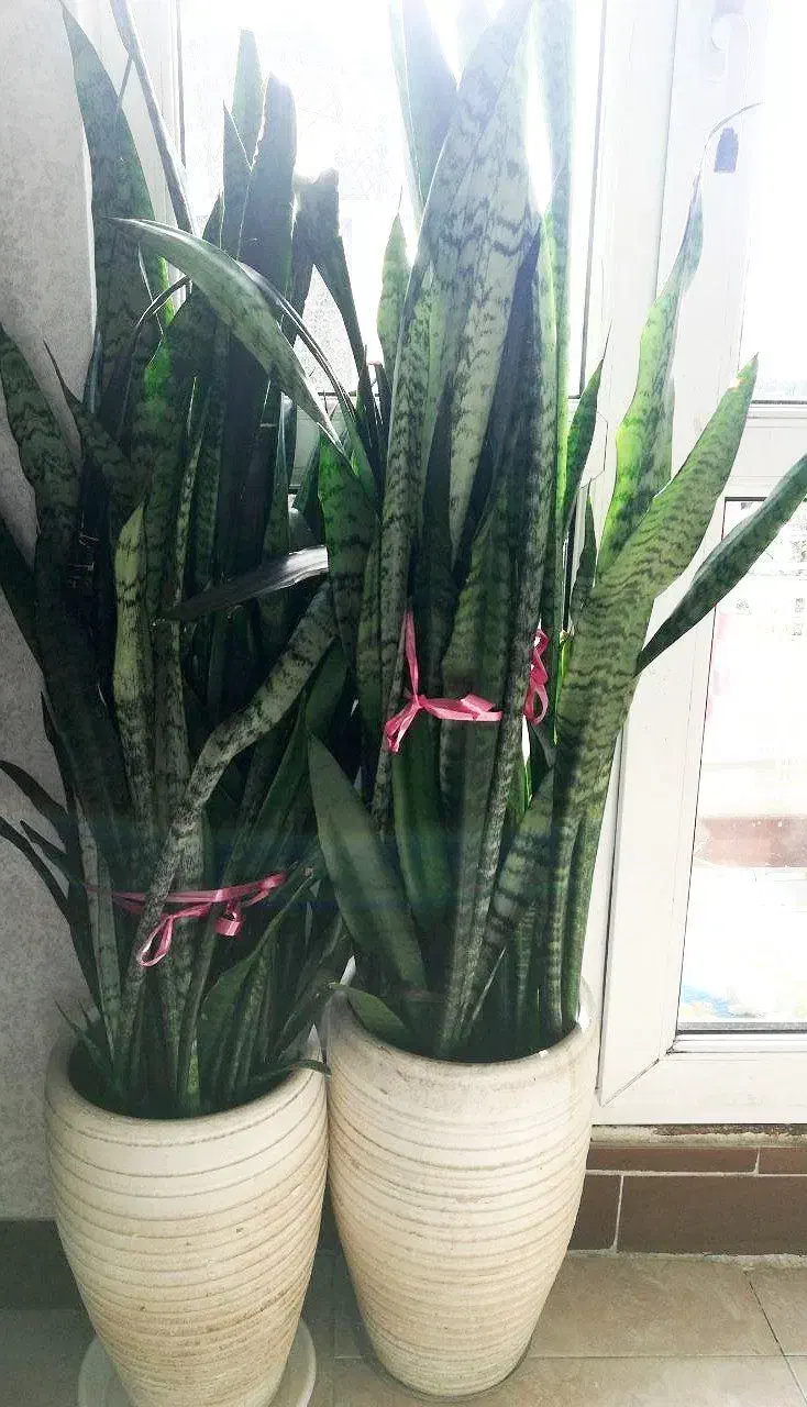 گل سانسوریا|گل و گیاه طبیعی|رشت, کوی مهر|دیوار