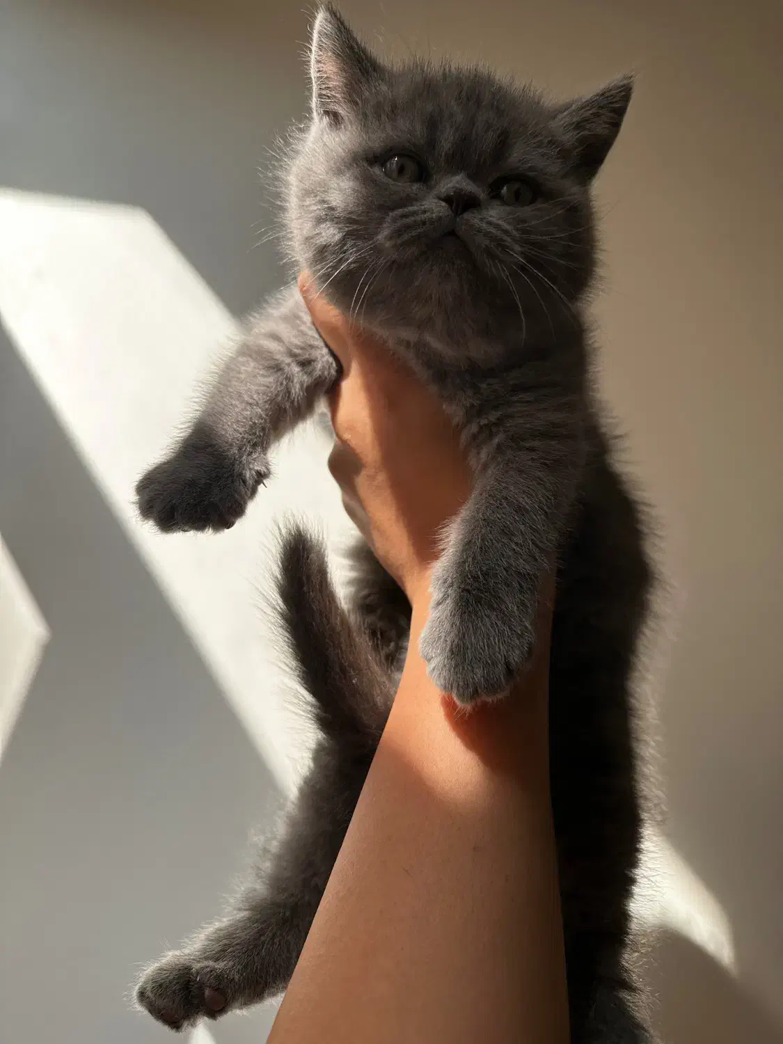 گربه بریتیش|گربه|کرج, شهرک بنفشه|دیوار