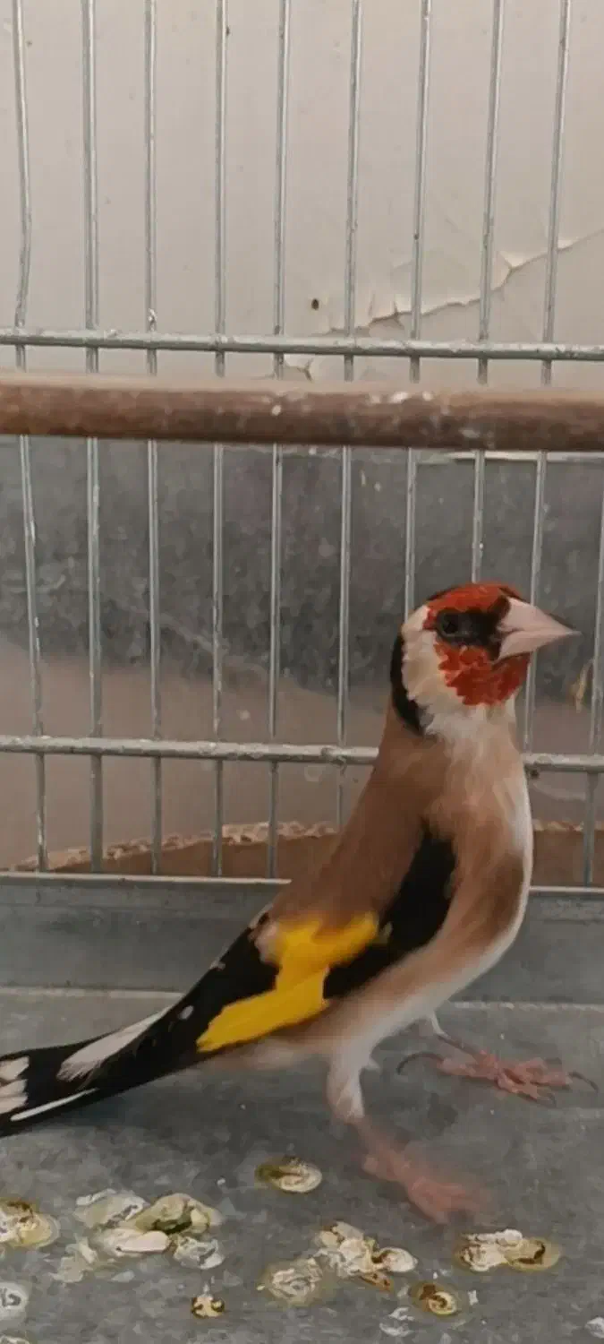 سهره گل بلند دوبر قفل|پرنده|شیراز, تندگویان|دیوار