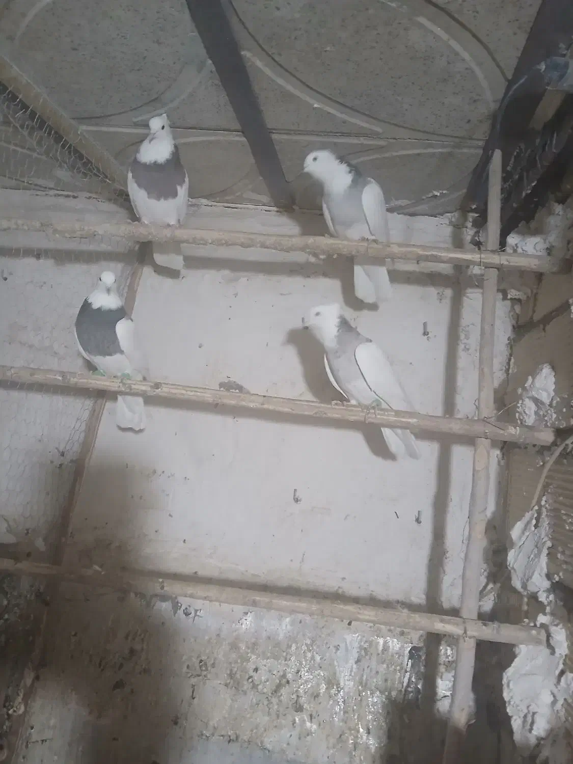 کفتر ماده|پرنده|همدان, |دیوار