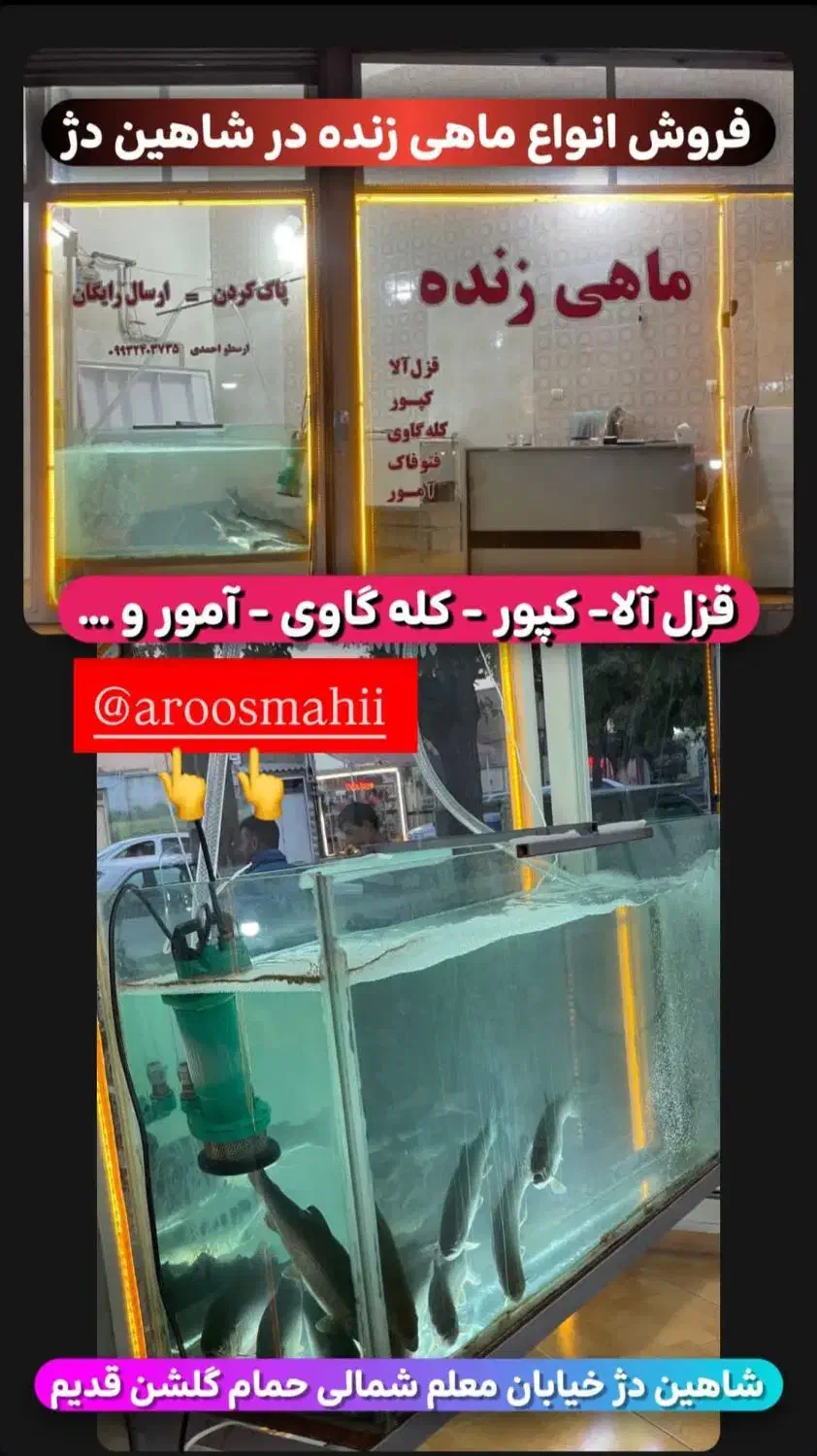 فروش ماهی|ماهی|شاهین دژ, |دیوار