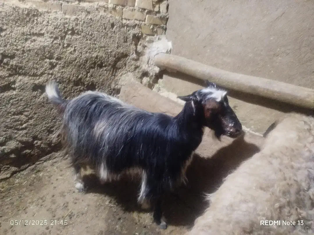 بز بزغاله|حیوانات مزرعه|سردرود, |دیوار