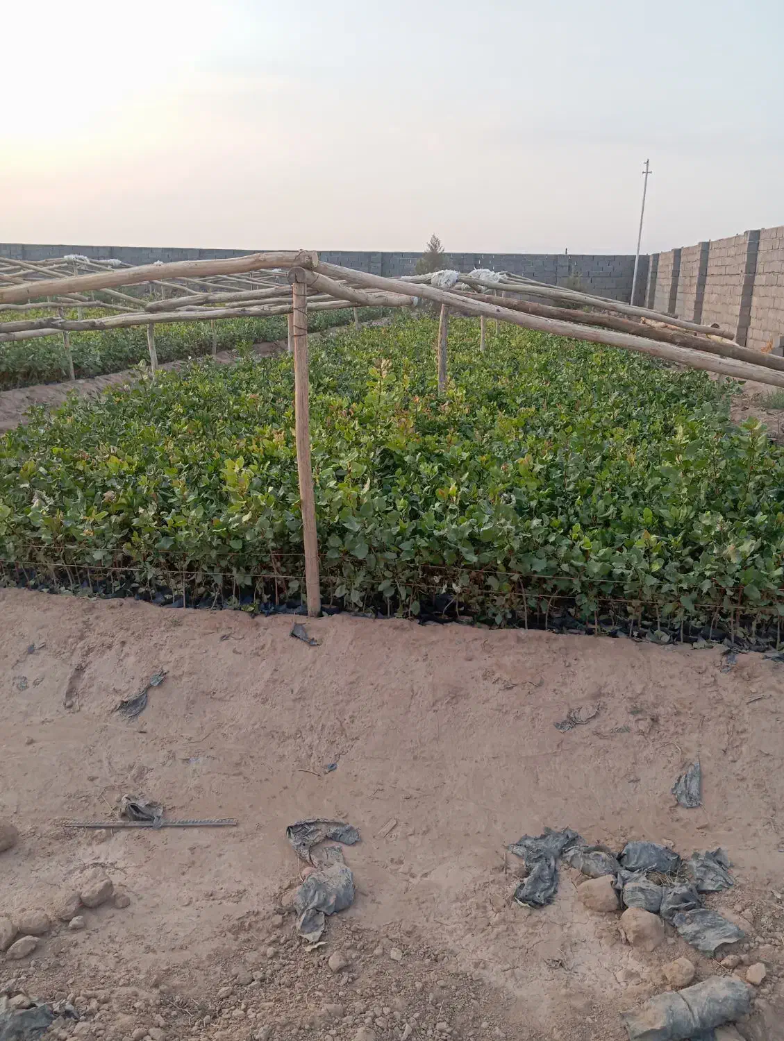 نهال پسته|گل و گیاه طبیعی|ماهان, |دیوار