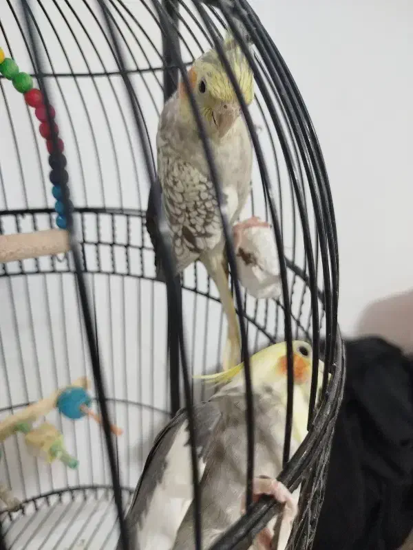 عروس هلندی جفت|پرنده|قم, زند آباد|دیوار