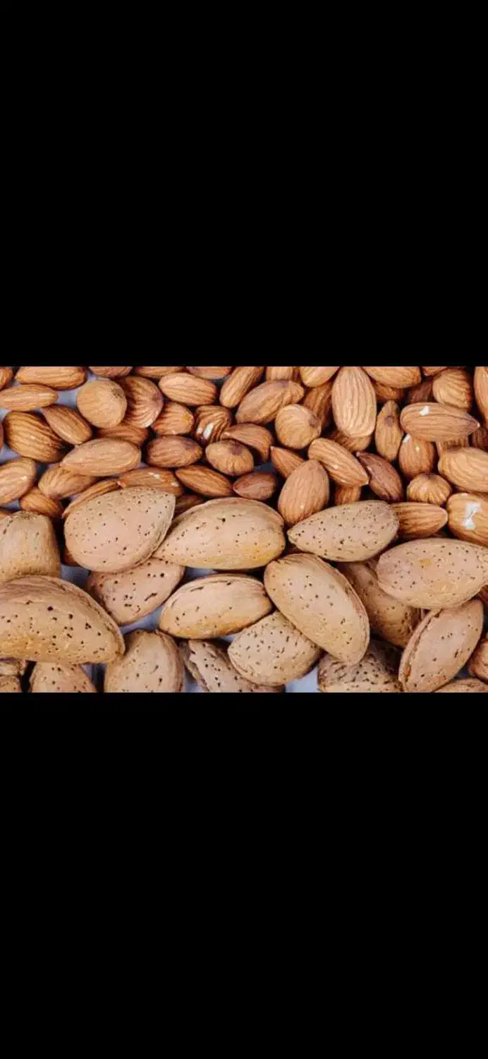 بادام مامایی درجه یک صادراتی|خوردنی و آشامیدنی|تهران, ترمینال جنوب|دیوار