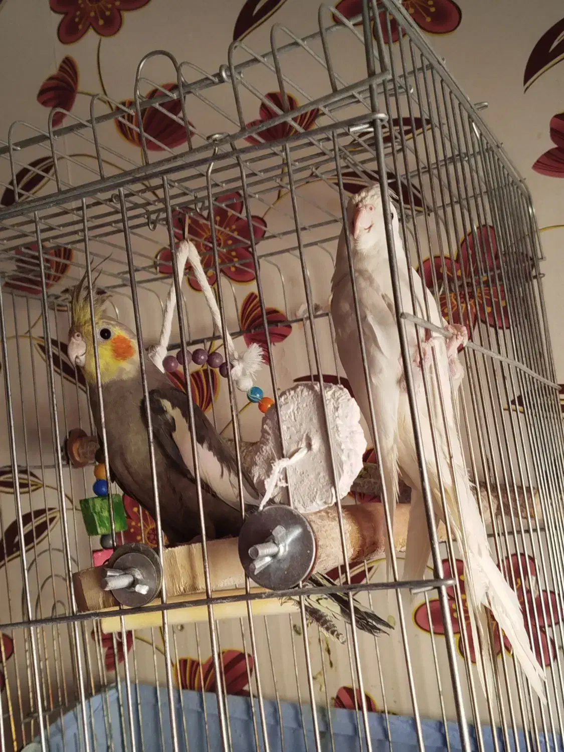 عروس هلندی|پرنده|محمدشهر, شهرک پیام (مهرالبرز)|دیوار