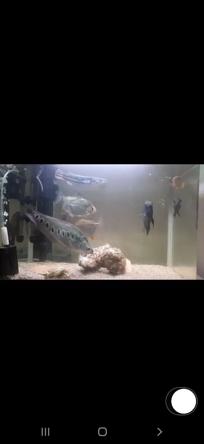 فروش ماهی مانستر و اکواریوم درجه 1|ماهی|ساری, |دیوار