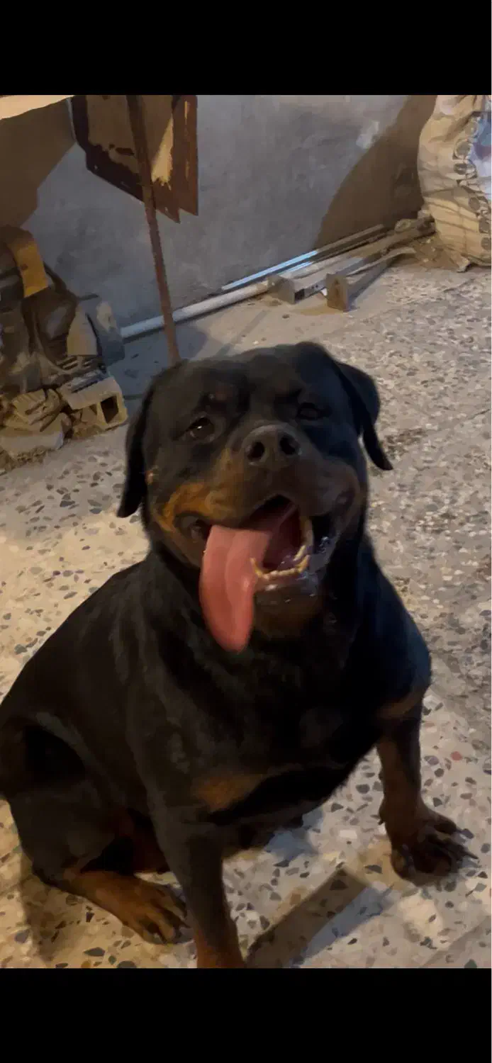 روتوایلر|سگ|شیراز, وزیرآباد|دیوار