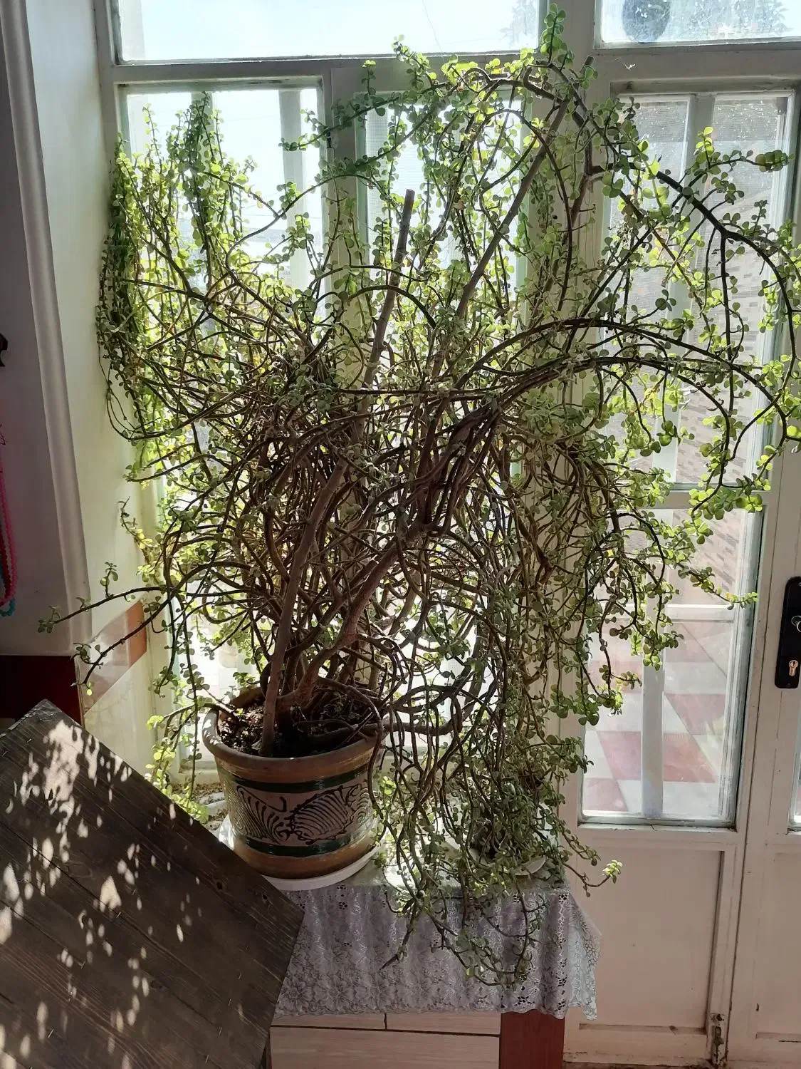 گلدان بسیار بزرگ فروشی|گل و گیاه طبیعی|کرمان, |دیوار