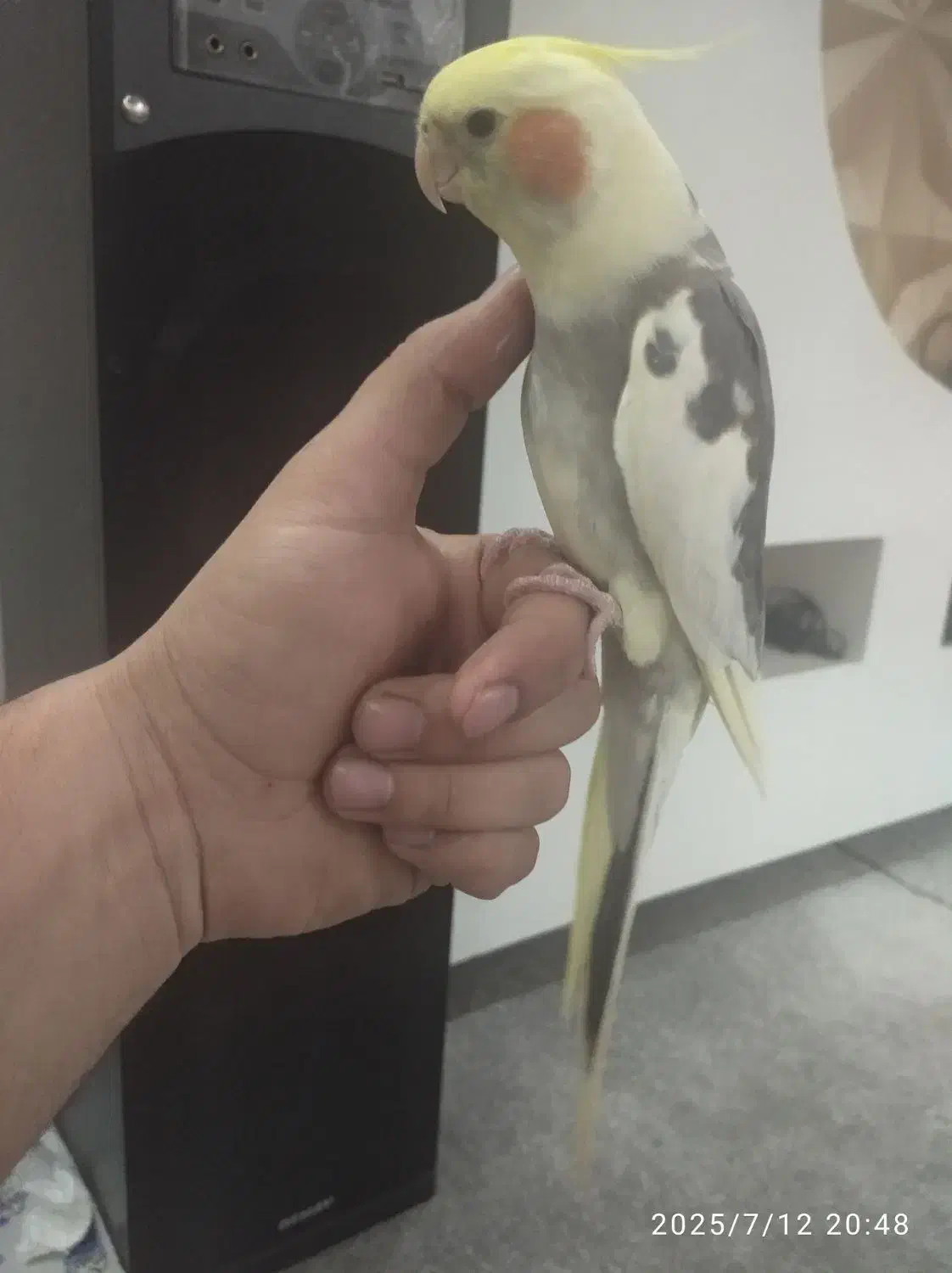 عروس هلندی سرحال|پرنده|اردبیل, |دیوار